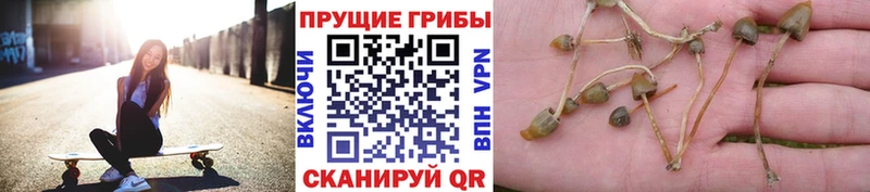 ссылка на мегу онион  Севск  Галлюциногенные грибы ЛСД 